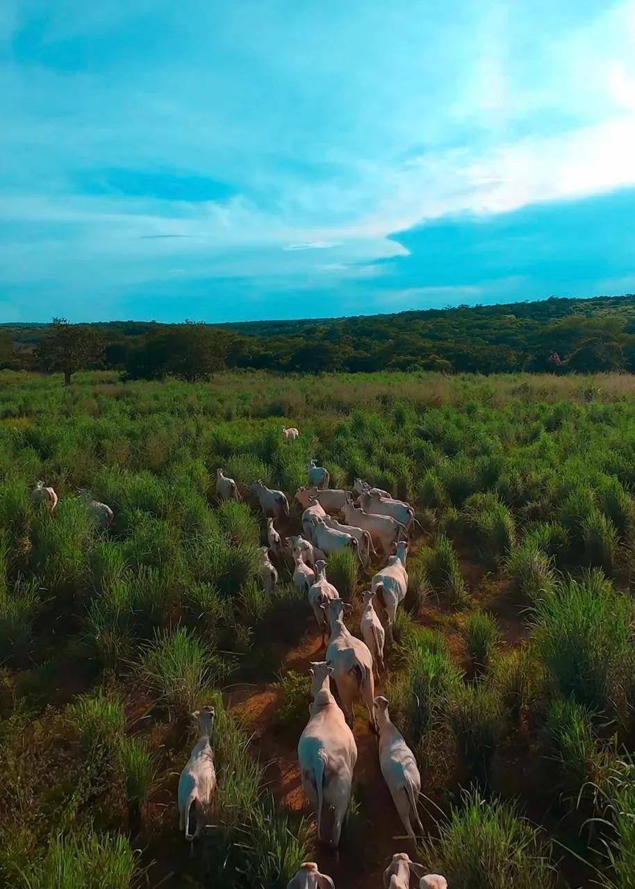 Fazenda à venda, Baixa Quente, Araçuaí, MG